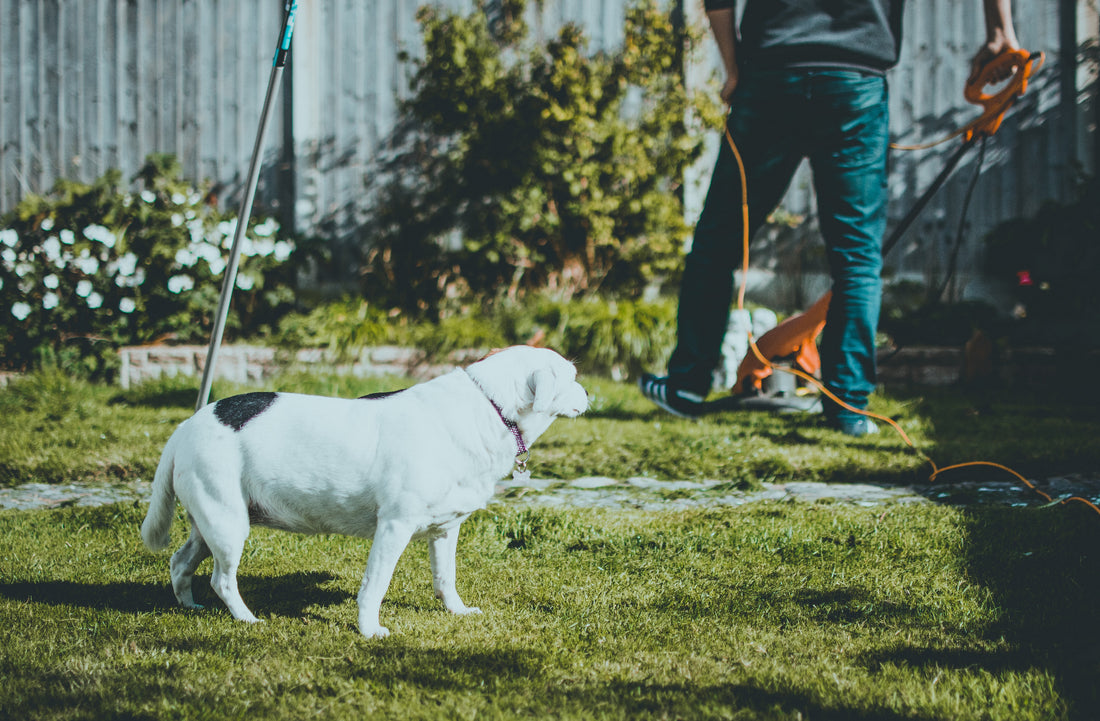 Cultivating the U.S. Garden Hand Tool Market: Thriving on DIY Gardening Passion